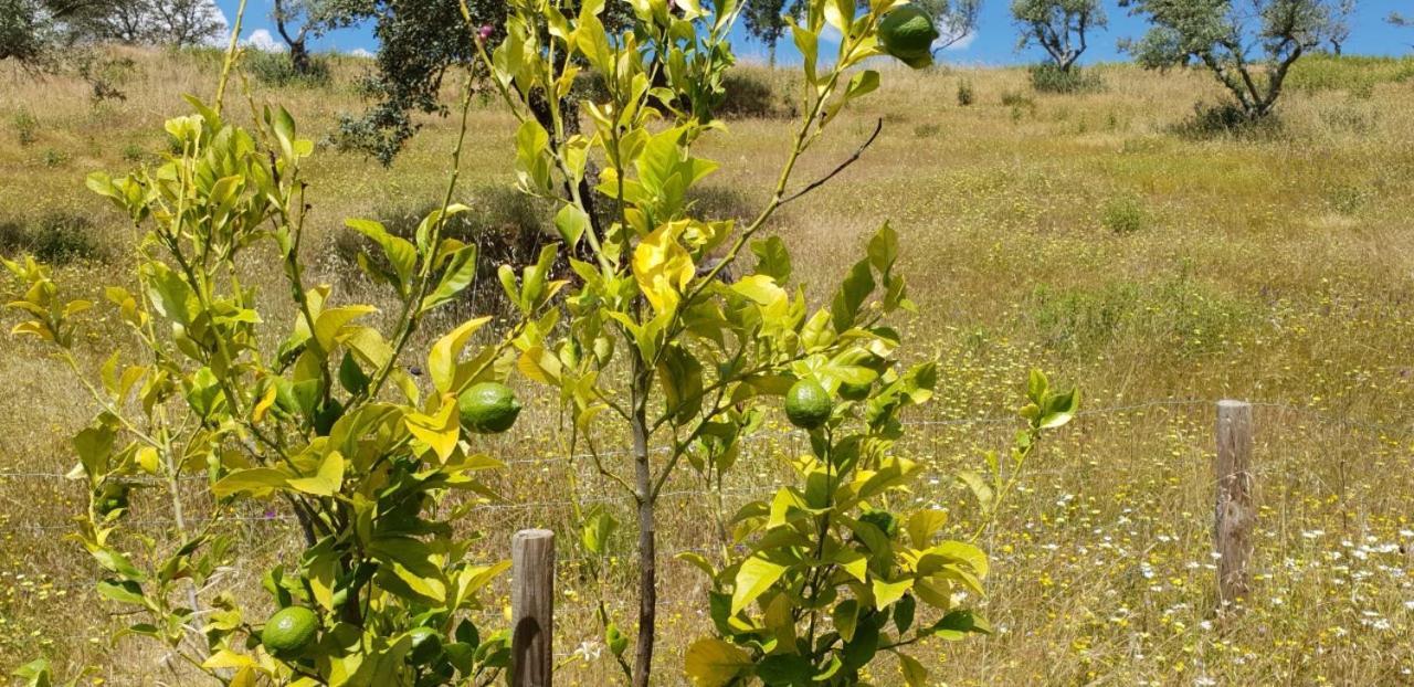 Monte Anna Acomodação com café da manhã Vila Verde de Ficalho Exterior foto